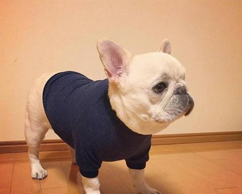 法国牛品种特点与科学饲养方法全解析