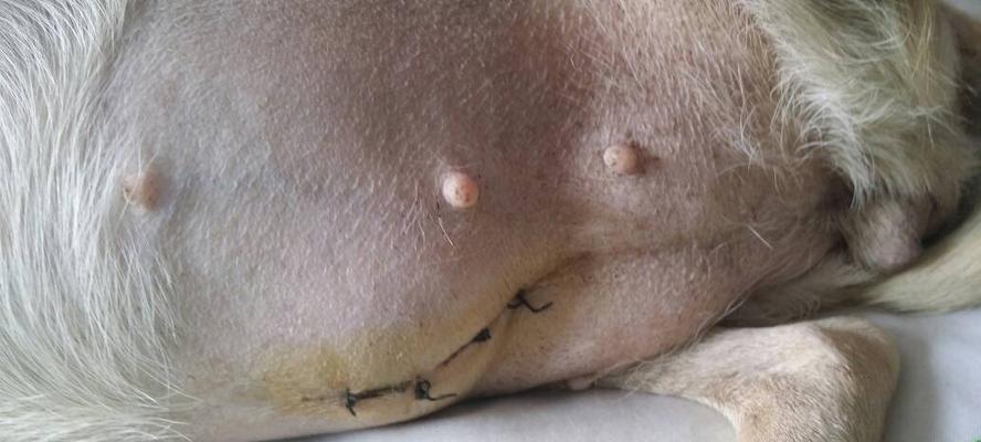 泰迪宫缩症状治疗全攻略，有效预防和缓解子宫异常收缩