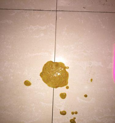 泰迪狗吐食原因分析及治疗方案全攻略