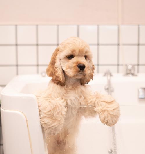 狗狗呕吐原因分析及处理方法，科学养护减少吐出物发生