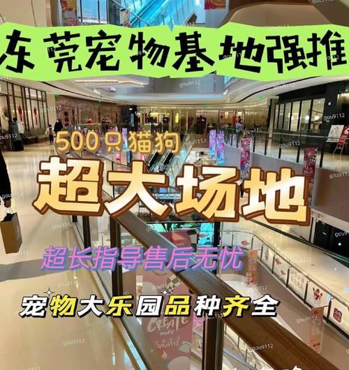 博美犬的魅力与价值：小型宠物犬的完美选择