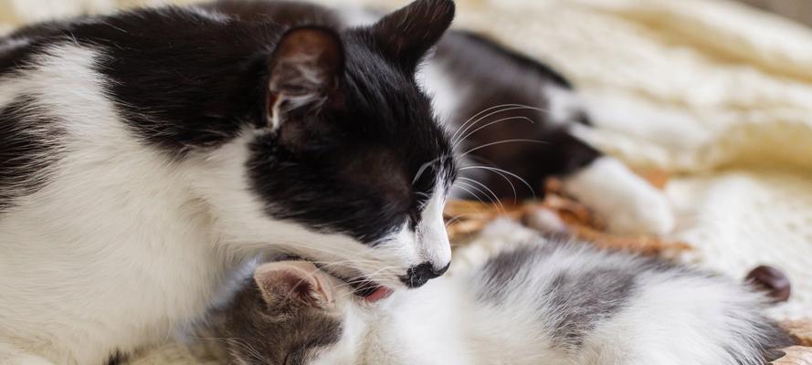 猫咪为什么喜欢舔人？解析猫咪舔人的十二大原因