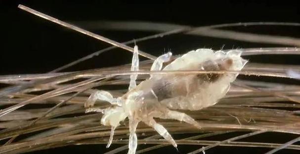 猫咪虱子危害大揭秘：识别预防与彻底清除全攻略