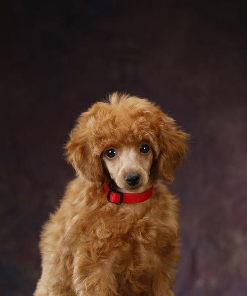 棕色宠物狗品种大全：特色毛色与养护指南