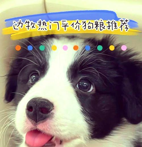 边境牧羊犬狗粮选择指南：营养需求与喂养技巧