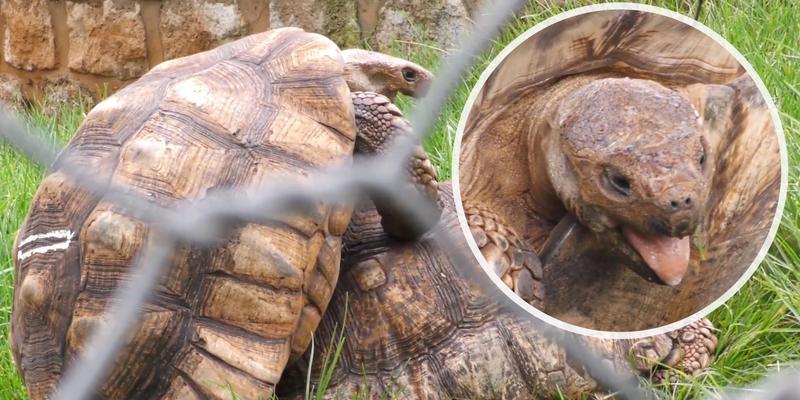 苏卡达优质饲料提升动物健康与生产力的关键作用