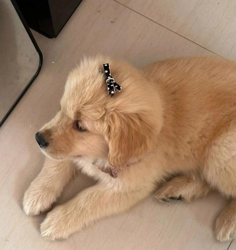 金毛幼犬成长全过程详解：从出生到成年的关键发育阶段