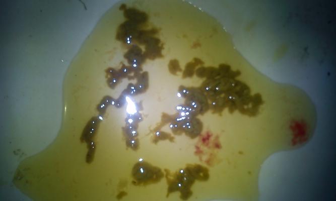 泰迪犬突然玩自己粪便的原因分析及解决方法