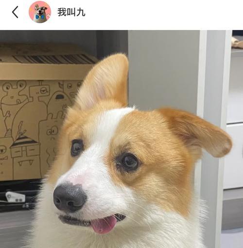 狗狗耳朵正常特征与健康护理指南