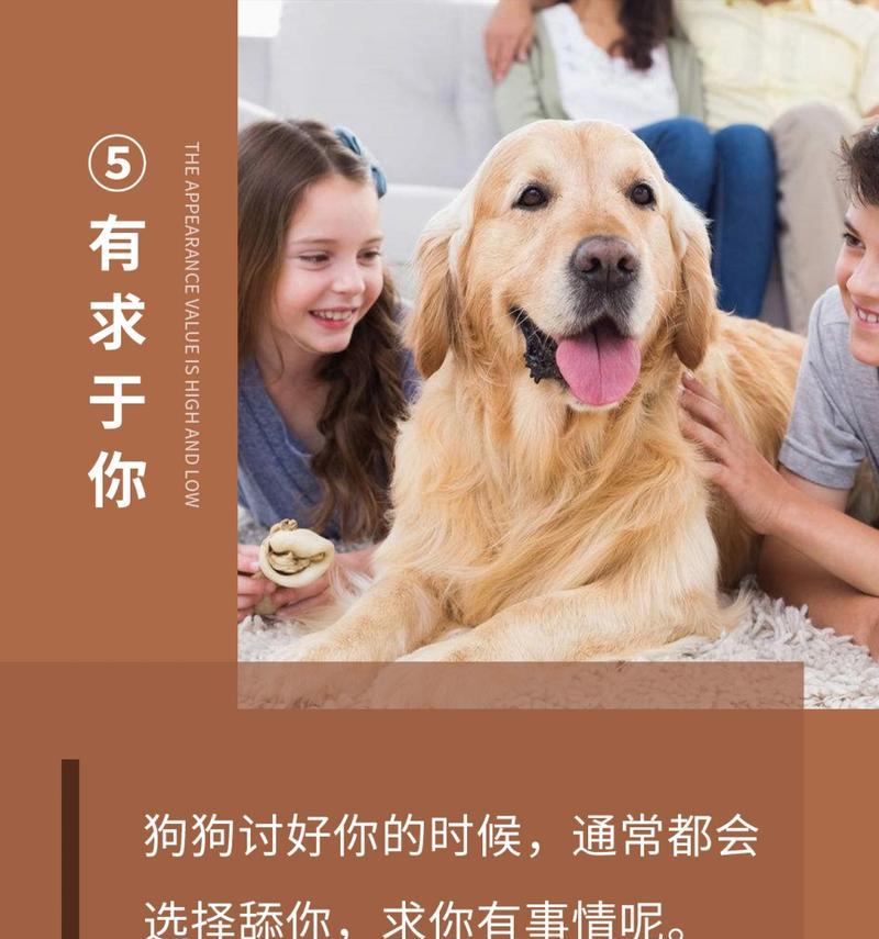 狗狗舔主人的多重含义与行为解析