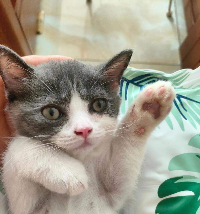 揭秘猫咪居家生活真相，15个日常行为习惯全面解析