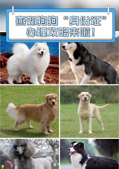 购买狗狗必备证件清单及养犬注意事项全攻略