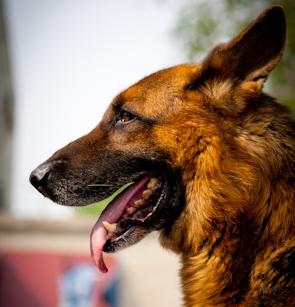 被宠物狗咬伤后不能吃什么食物及饮食禁忌详解