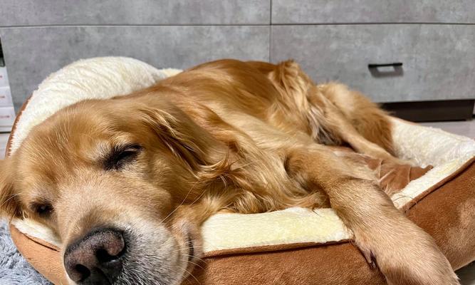 狗狗为什么喜欢睡门口？探究宠物睡眠习惯背后的安全本能