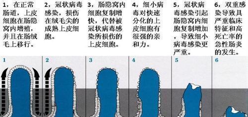 狗狗突然死亡的15大原因及预防措施详解