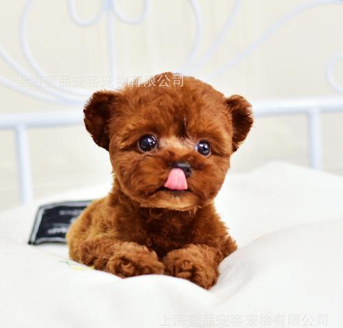 适合家庭的小型宠物狗品种推荐及养护指南