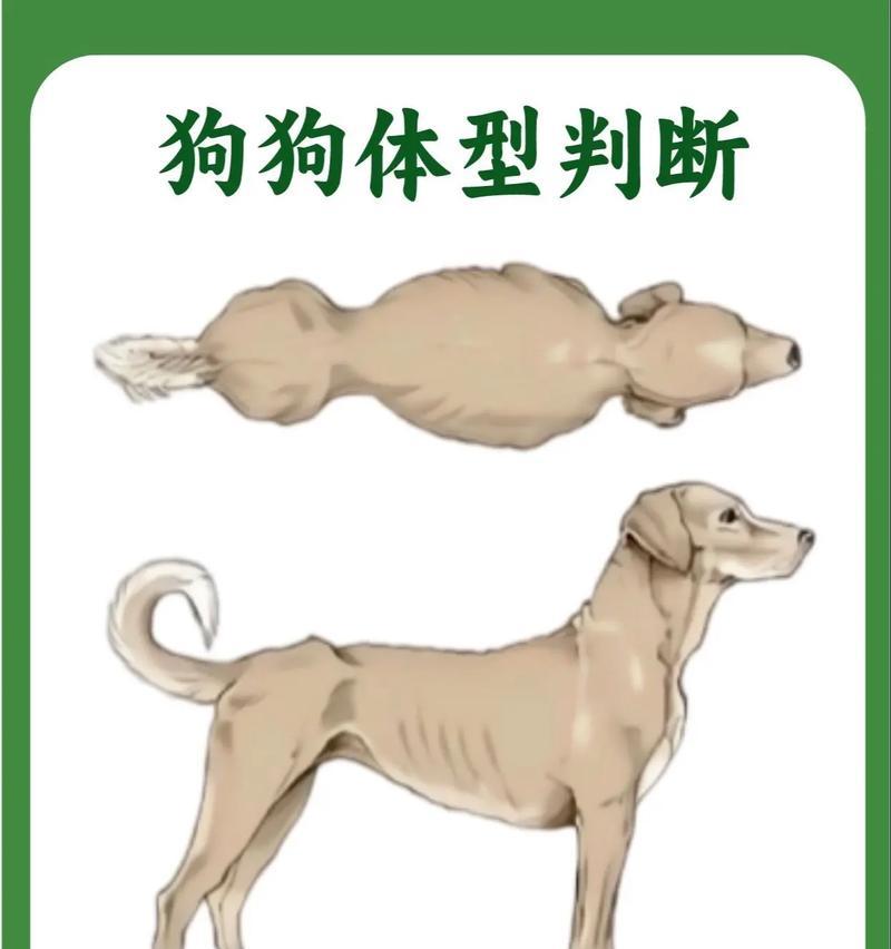 小狗突然变瘦的15大原因分析及应对方法