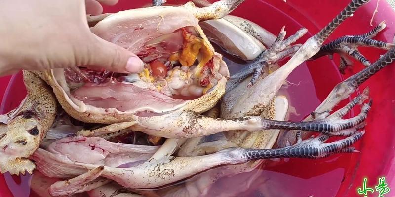 公鸡为什么不作为主食？14个原因解析家禽选择的背后逻辑