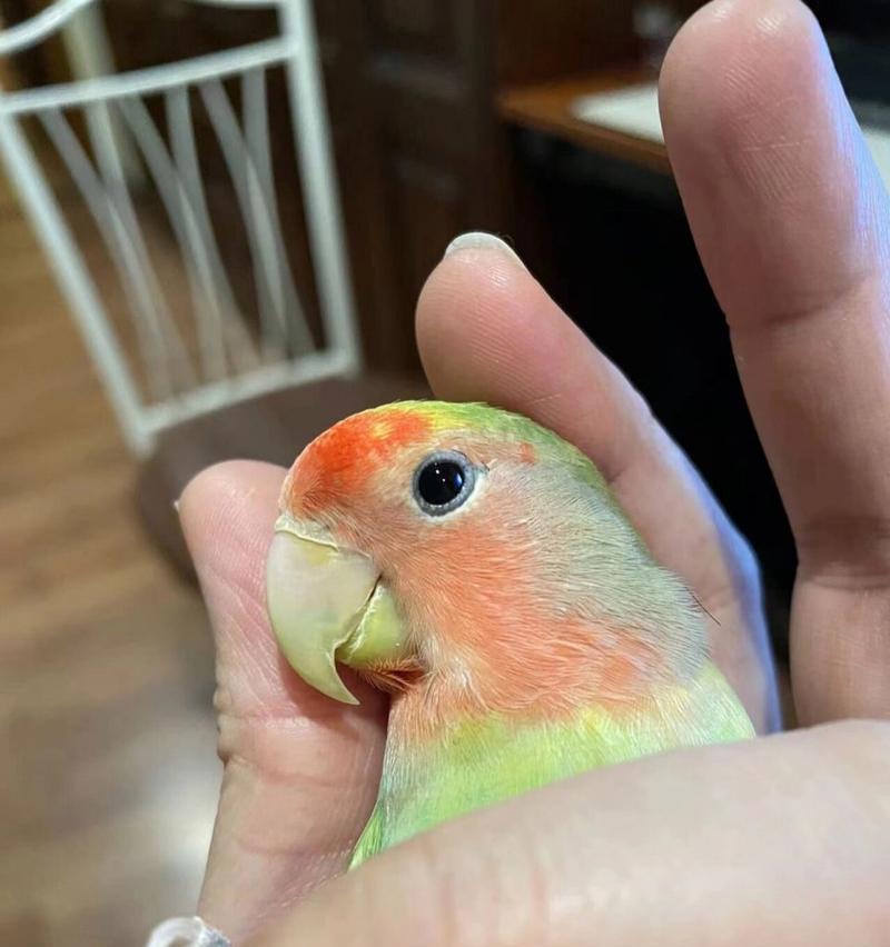 如何选择好看的虎皮鹦鹉 外观色彩挑选指南