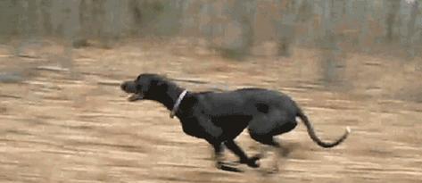 泰迪狗为什么要断尾？断尾原因分析与影响探讨