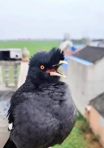 古代八哥的神秘预言能力与文化象征意义探秘