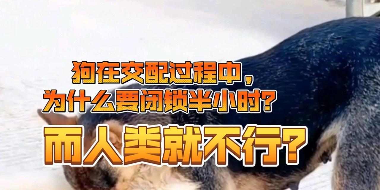 狗狗交配行为的生物学动机与社会影响分析