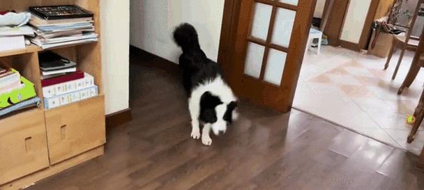 边牧皮肤病洗澡方法全攻略：选对产品正确护理