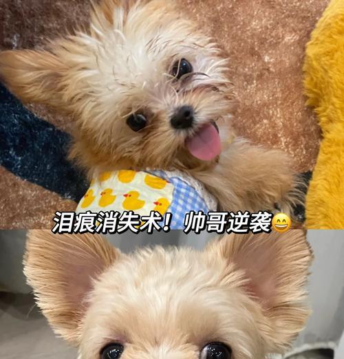 狗狗术后饮食护理指南：15个要点助爱宠快速康复