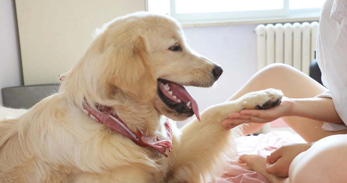 狗狗不停舔嘴巴原因解析及应对方法全攻略