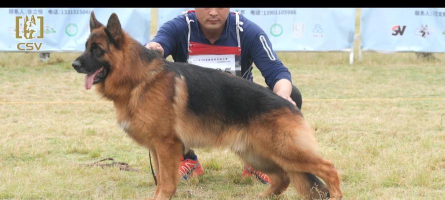 自贡德牧种公选购指南：挑选优质种犬的15个关键要点