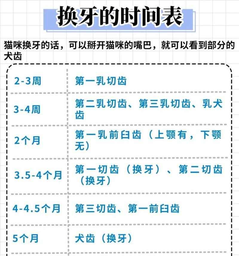 小猫换牙期注意事项全攻略，助力幼猫健康成长