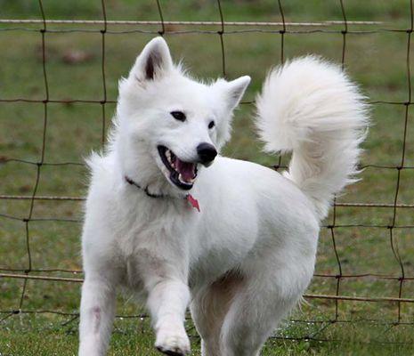 秋田犬品种介绍：纯白毛发高贵气质的家庭伴侣犬