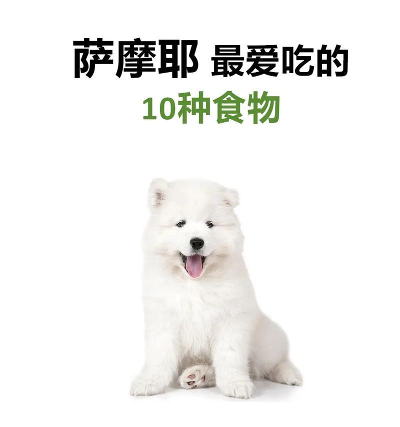 萨摩犬理想生活方式指南：运动社交与日常护理全攻略