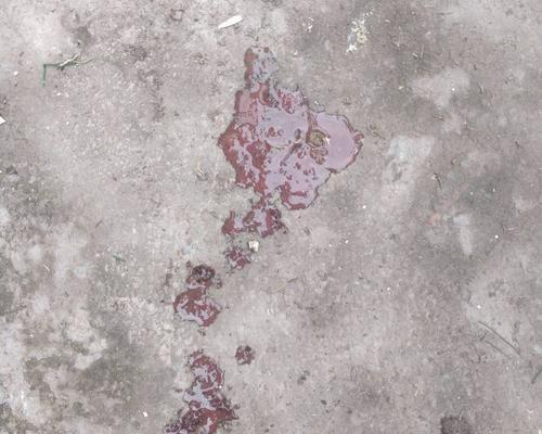 狗狗吐血的常见原因及应对措施，守护宠物健康指南