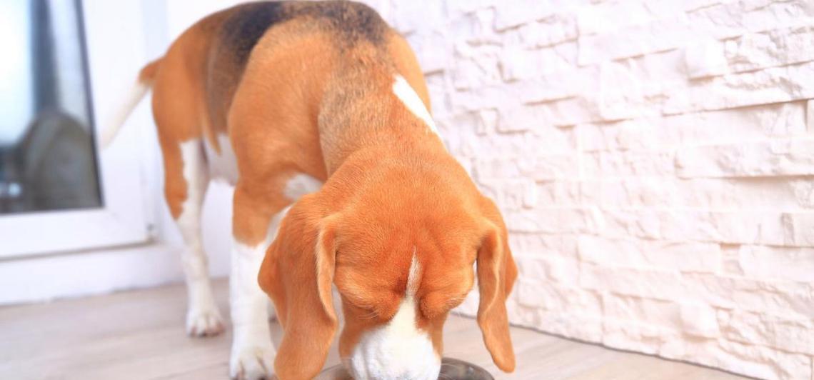 大狗产后恢复指南：科学饮食与护理方法