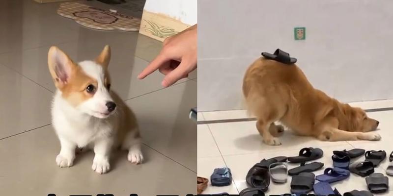 狗为什么喜欢咬拖鞋？揭秘狗狗咬拖鞋的真实原因及纠正方法