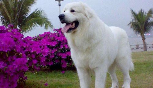 大白熊生存环境面临威胁，多措并举保护北极生态平衡