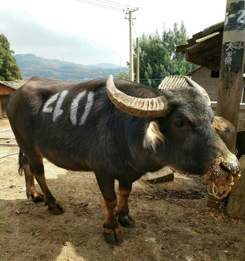 贵州斗牛牛种大揭秘：红牛黑牛斑纹牛的品种特点全解析