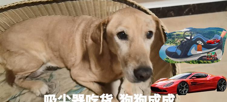 狗的眼睛能看到什么颜色？揭秘狗狗视觉世界的色彩奥秘