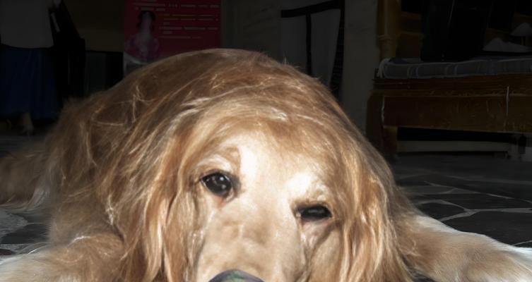 狗狗胃炎饮食护理指南：科学喂养助恢复