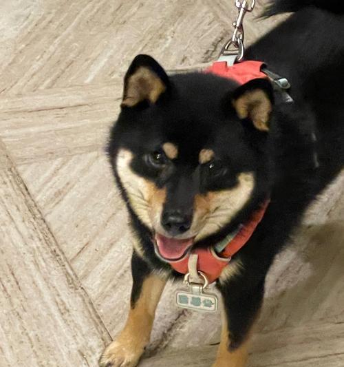 小花狗品种特点与养护指南：了解可爱宠物犬的全面信息