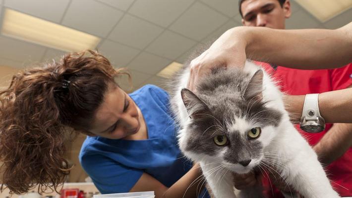 小猫定期体检必要性及检查项目全解析