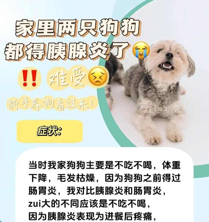 狗胰腺炎用药指南：胰酶替代治疗与消炎止痛药物使用注意事项