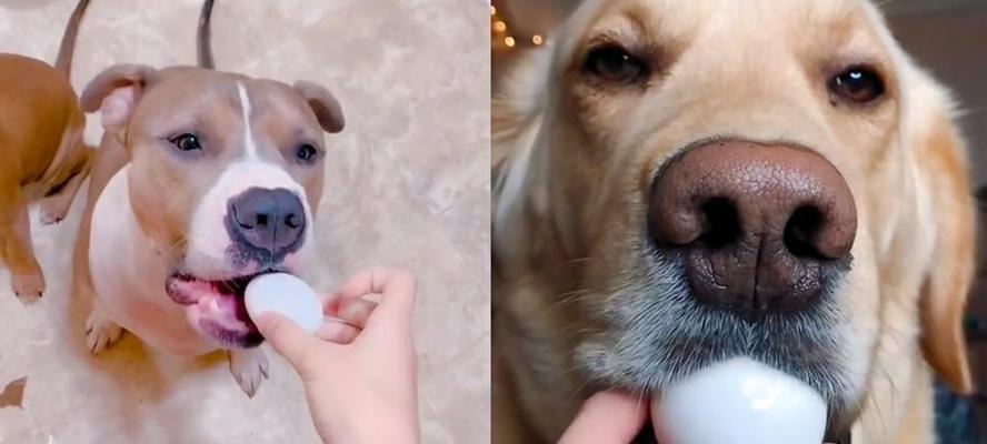 狗狗鸡蛋过敏症状全解析：识别15大症状保护爱犬健康