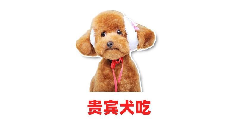 小贵宾吃什么狗粮好？科学喂养指南让您轻松选择