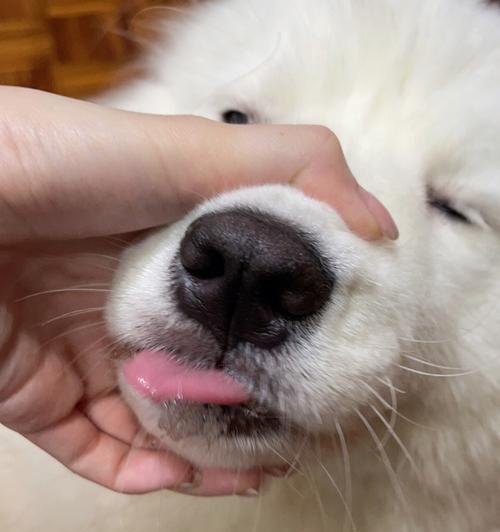 狗鼻子的神奇奥秘：形状差异与超强嗅觉能力解析