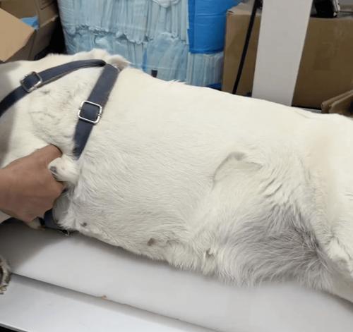 狗怀孕期间饮食指南：营养搭配与喂养注意事项