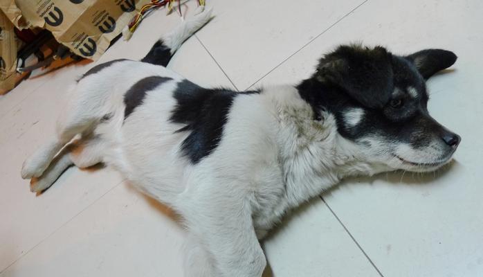 大耳朵花狗品种全解析：起源特征与饲养指南