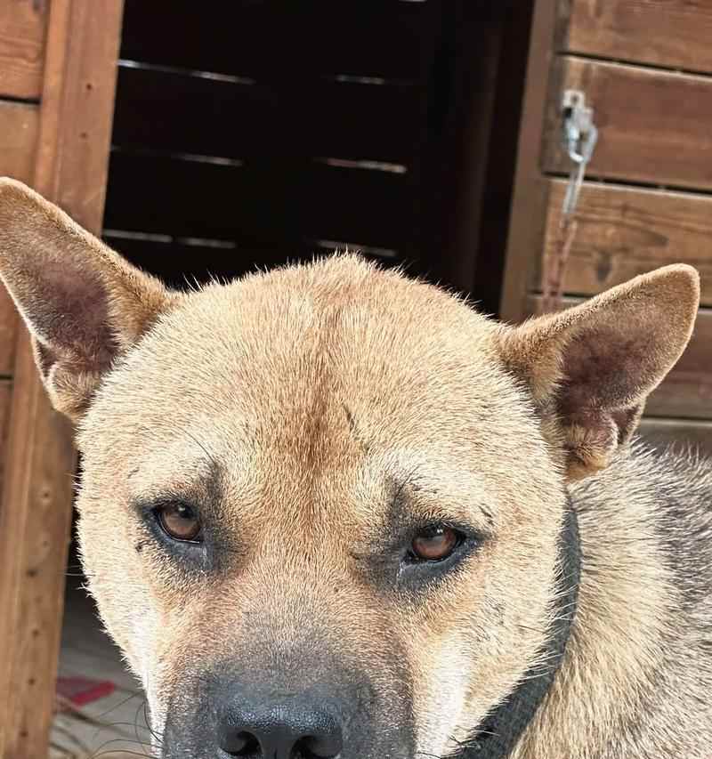 猎犬品种特点与训练指南：了解各类猎犬的独特能力