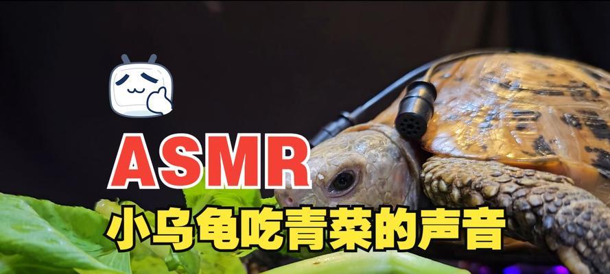 乌龟吃什么食物？全面解析乌龟的饮食习惯和营养需求
